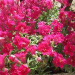 Антирринум  Twinny  Violet - фото 1 от Завода ФЛОРА