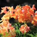 Антирринум  Twinny Bronze Shades - фото 1 от Завода ФЛОРА