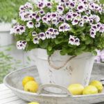 Пеларгония Королевская Ангел Mosquitaway Lizzy от Завода ФЛОРА