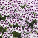 Пеларгония Королевская Ангел Mosquitaway Lizzy - фото 2 от Завода ФЛОРА