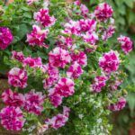 Петуния Tumbelina Rosy Ripple - фото 2 от Завода ФЛОРА