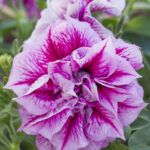 Петуния Tumbelina Helena от Завода ФЛОРА