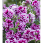 Петуния Tumbelina Helena - фото 1 от Завода ФЛОРА