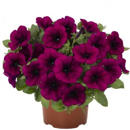 Петуния Sweetunia Purple (0,1л.)