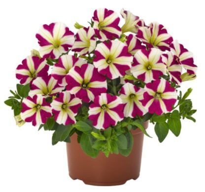 Петуния Potunia Piccola Magenta Star (0,1л)