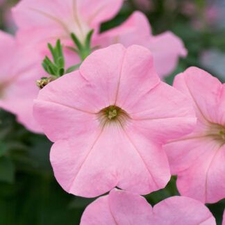 Петуния Alpetunia Soft Pink (срезы/5шт)