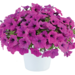 Петуния Capella Purple от Завода ФЛОРА