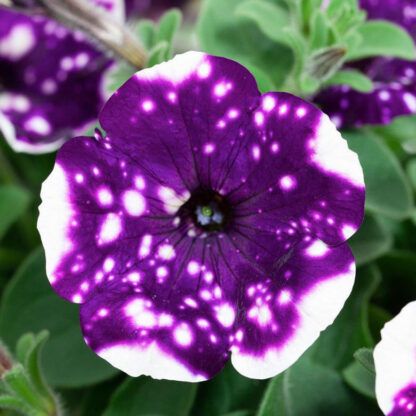 SKY ALPETUNIA GLACIER SKY (0,1л)