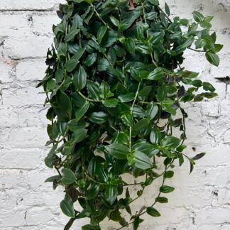 Традесканция Green Hill - фото 1 от Завода ФЛОРА