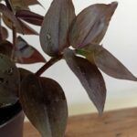 Традесканция Chokolate Hill от Завода ФЛОРА