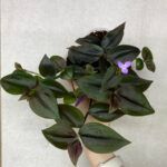 Традесканция Chokolate Hill - фото 1 от Завода ФЛОРА