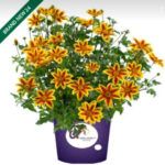 БИДЕНС BLAZING STAR от Завода ФЛОРА