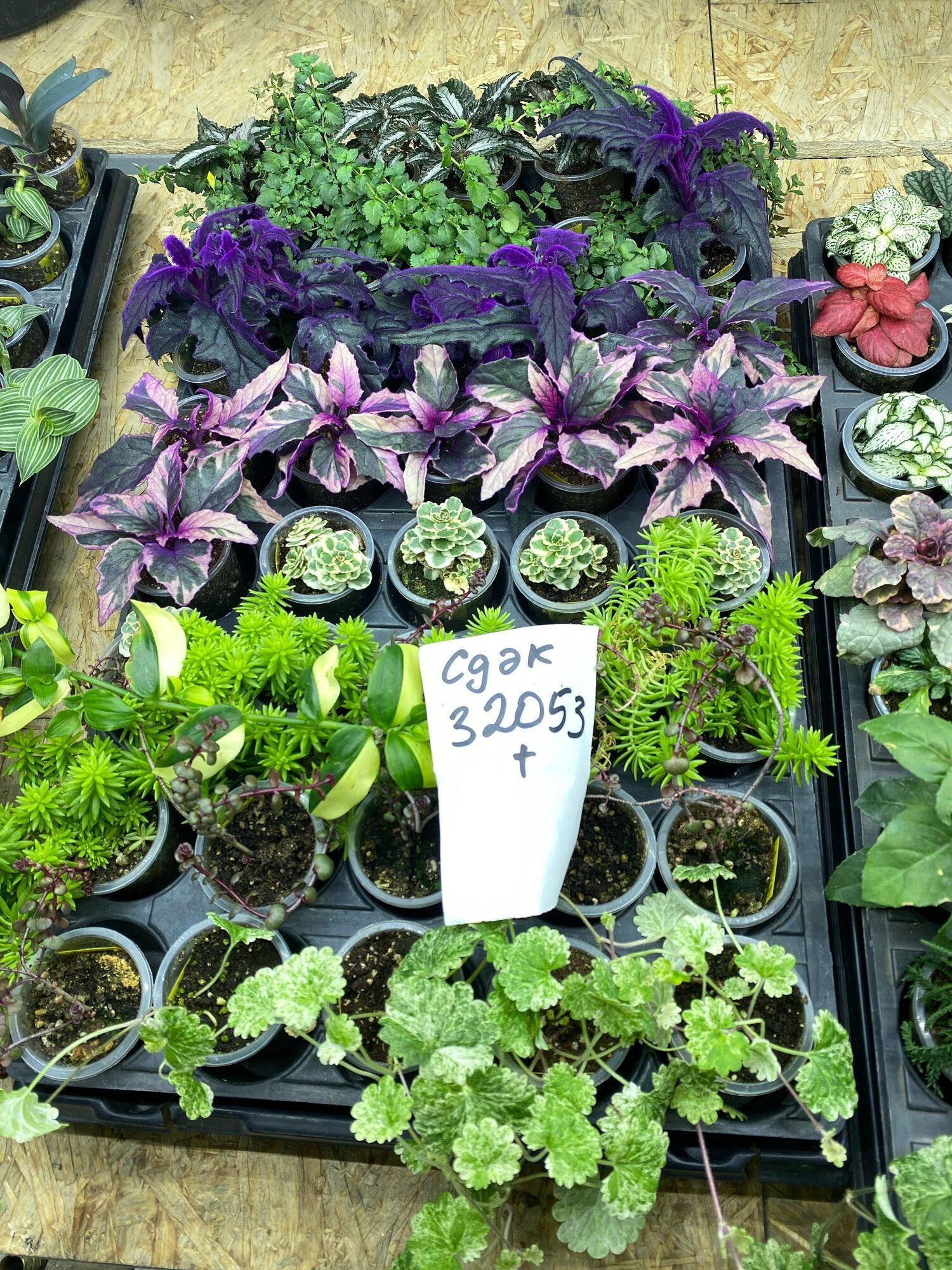 Суккуленты → Калининград