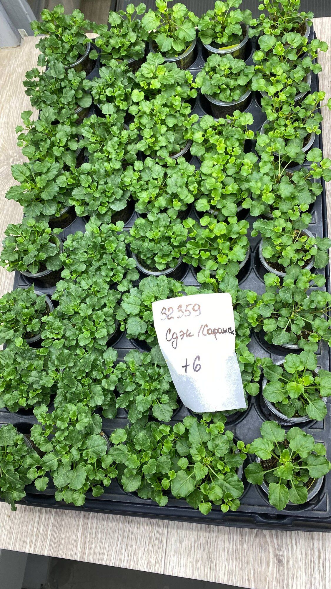 Кампанула → Саранск