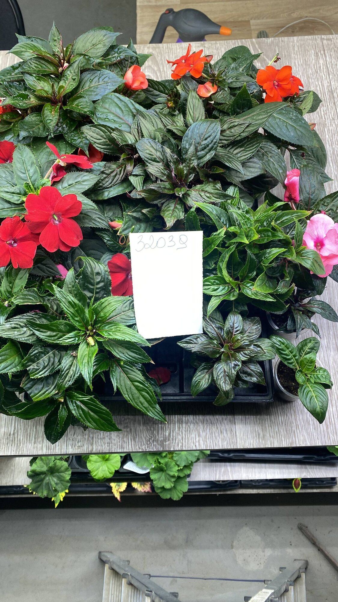 Бальзамин → Москва