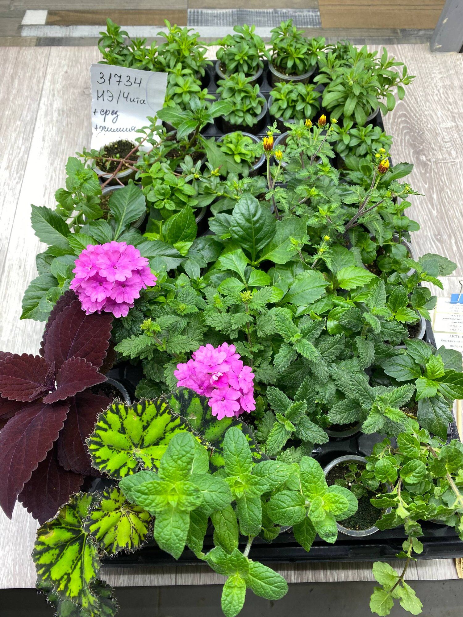 Мята, вербена → Чита