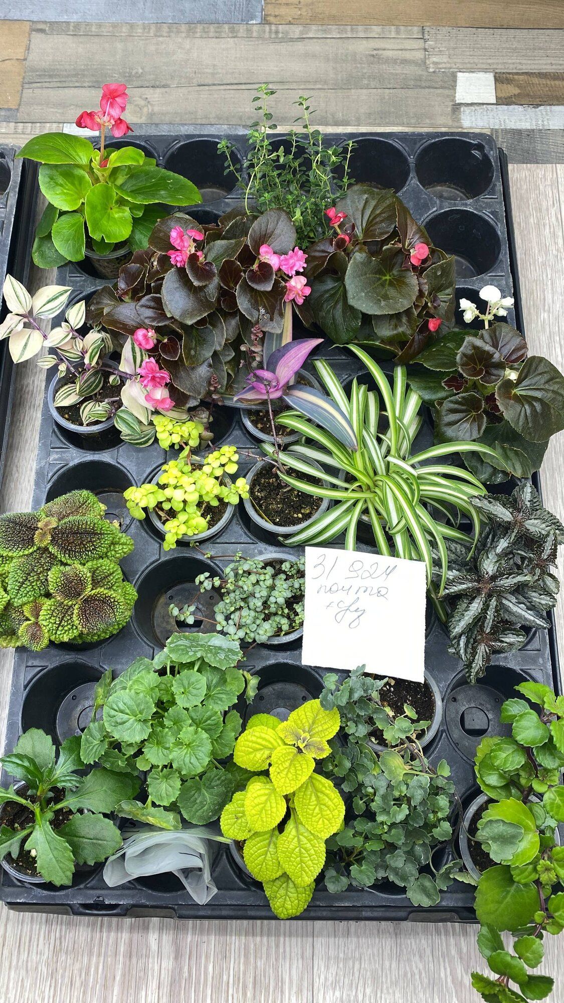 Комнатные → Ноябрьск