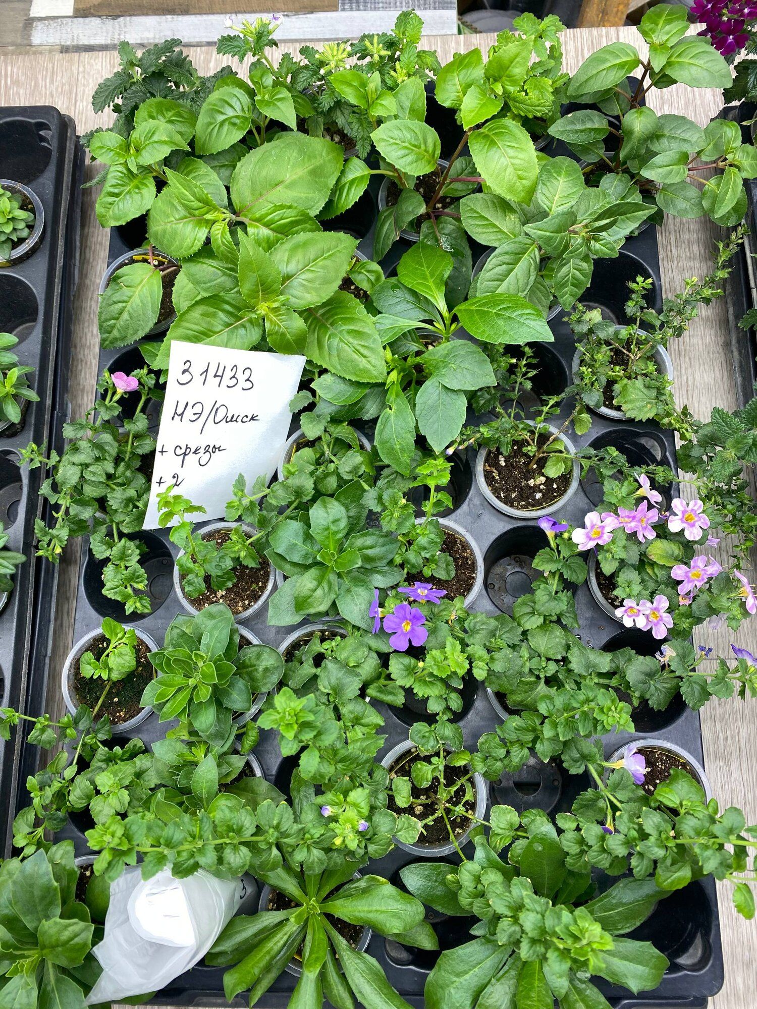 Фуксия и бакопа → Омск