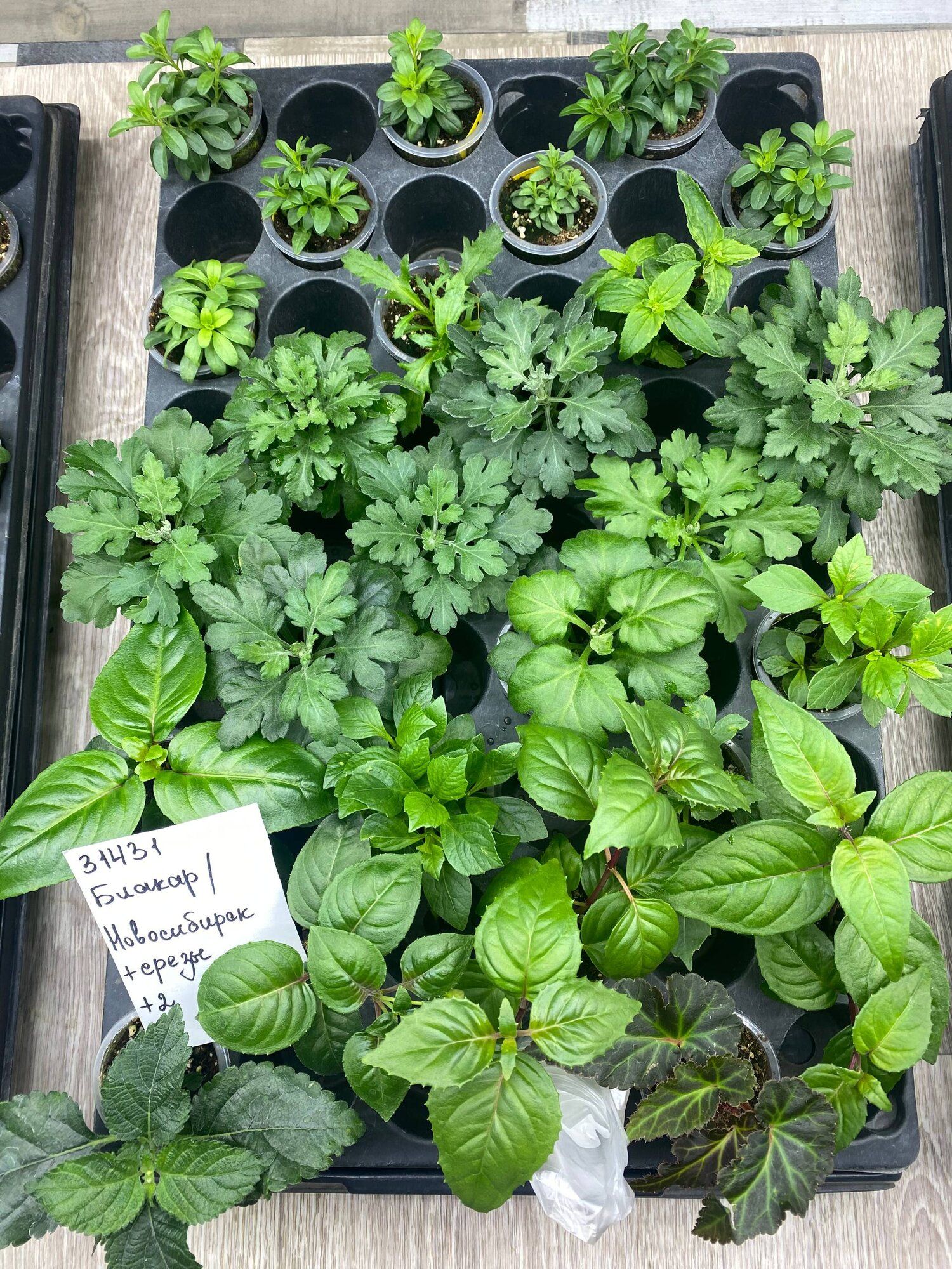 Хризантема и фуксия → Новосибирск