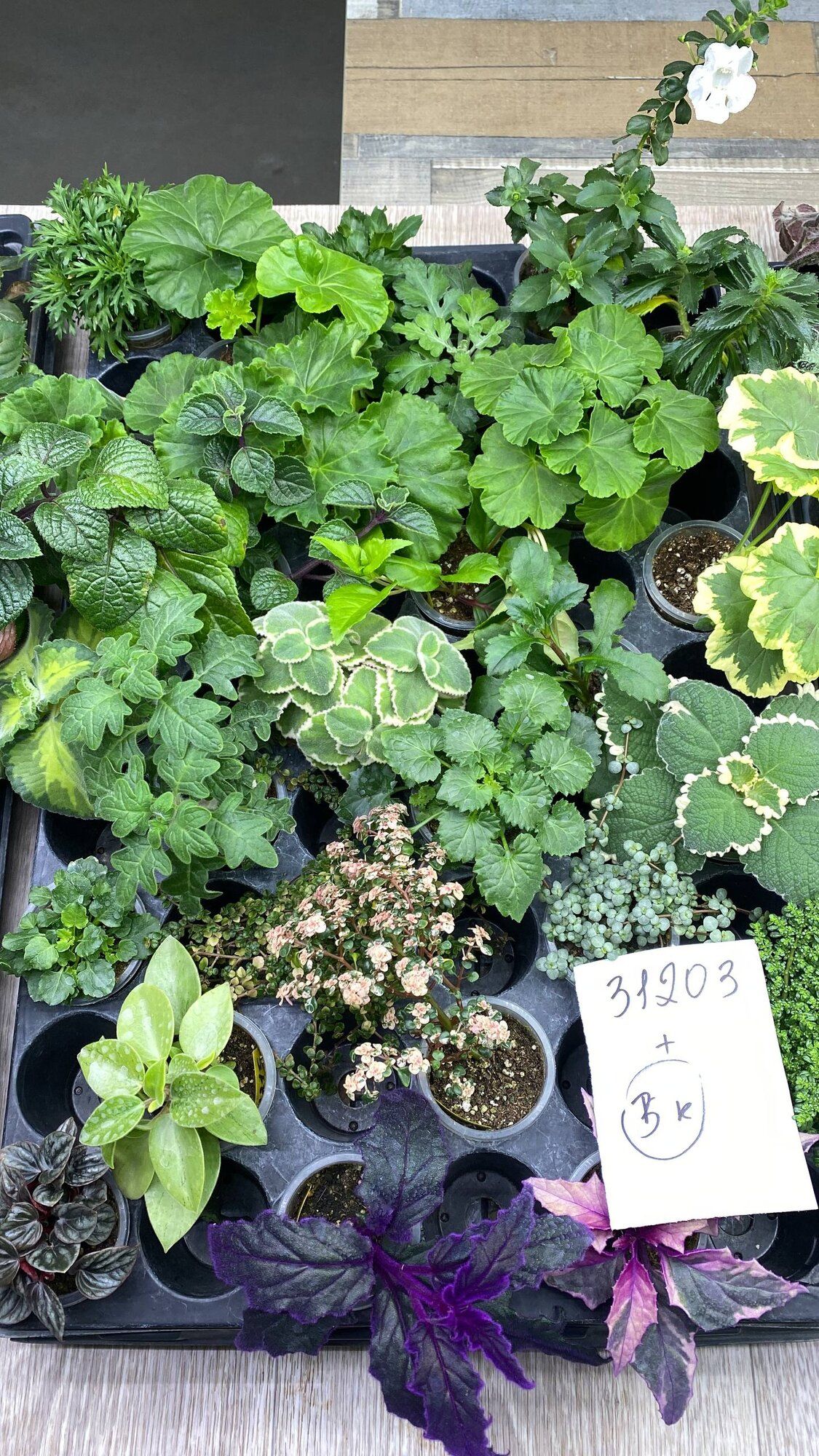 Пеларгонии, бегонии → Владивосток