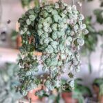 Церопегия Вуди Вариегата от Завода ФЛОРА