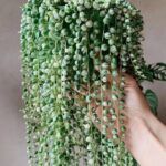 Крестовник Роули Вариегатный от Завода ФЛОРА