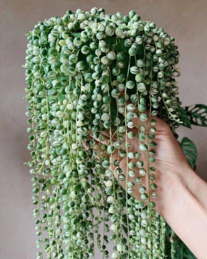 Крестовник Роули Вариегатный (Senecio Rowleyanus Variegata) (0,1л)