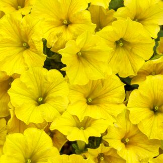 Петуния MINI VISTA YELLOW от Завода ФЛОРА