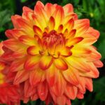 Георгины LABELLA MEDIO FUN ORANGE FLAME от Завода ФЛОРА