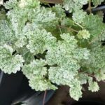 Будра Депплет Лайт плющевидная от Завода ФЛОРА