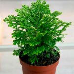 Селагинелла Джори от Завода ФЛОРА