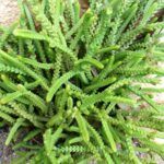 Крассула Ликоподиоидес от Завода ФЛОРА