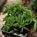 Пеперомия Долотовидная от Завода ФЛОРА