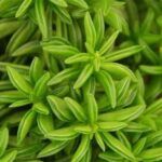 Пеперомия Долотовидная - фото 1 от Завода ФЛОРА