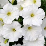 Петуния BONNIE WHITE от Завода ФЛОРА