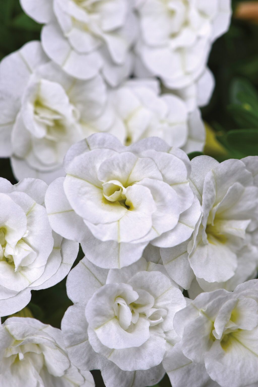 Калибрахоа Aloha Double White от Завода ФЛОРА