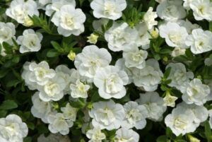 Калибрахоа Aloha Double White (срезы 5 шт)