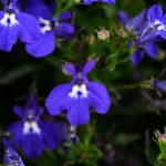 Лобелия CURACAO LIGHT BLUE от Завода ФЛОРА