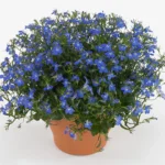 Лобелия BELLA AZURE от Завода ФЛОРА