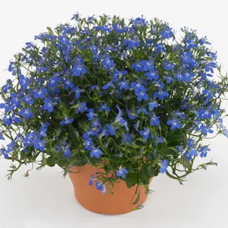 Лобелия BELLA AZURE от Завода ФЛОРА