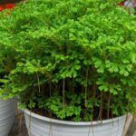 Селагинелла Джори - фото 3 от Завода ФЛОРА