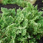 Селагинелла Джори - фото 2 от Завода ФЛОРА