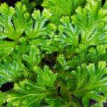 Селагинелла Джори - фото 1 от Завода ФЛОРА