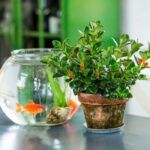 Нематантус от Завода ФЛОРА