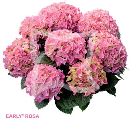 Гортензия крупнолистная (Macrophylla) Early Pink (0,5л)