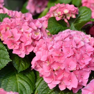 Гортензия крупнолистная (Macrophylla) Early Pink (0,5л)