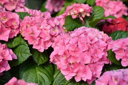 Гортензия крупнолистная (Macrophylla) Early Pink (0,5л)