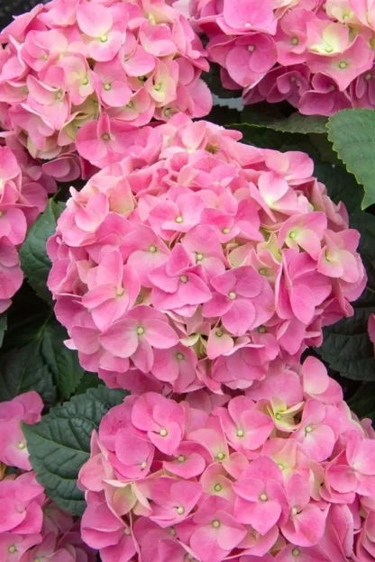 Гортензия крупнолистная (Macrophylla) Early Pink (0,5л)