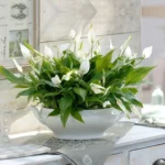 Спатифиллум Шопен d7 от Завода ФЛОРА