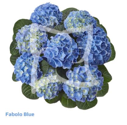 Гортензия крупнолистная (Macrophylla) Fabolo Blue (0,5л)